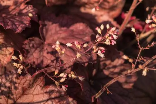 Fascinación por las campanillas moradas: colores espléndidos y consejos para su cuidado