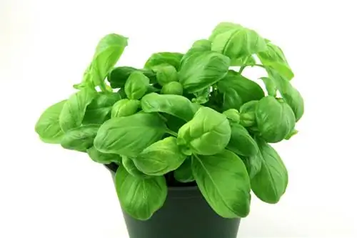 Basil sa palayok