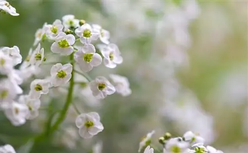 Stonewort impresiona como relleno de huecos con una exuberante alfombra de flores