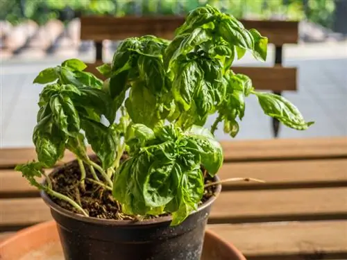 Basil diseases