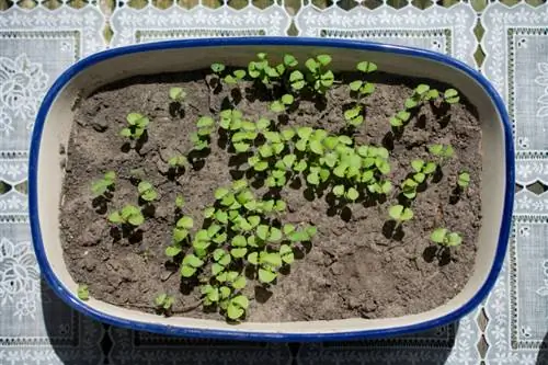 Basil light germinator