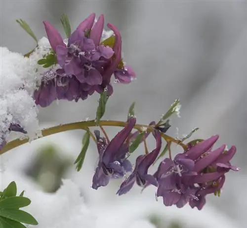 Fascinasjonen til Larkspur: Designe skyggehager med stil