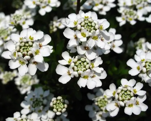 Plantar i cuidar els candytufts: la guia definitiva