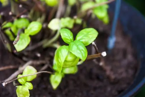 Cut basil