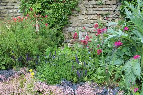 Valériane dans le jardin