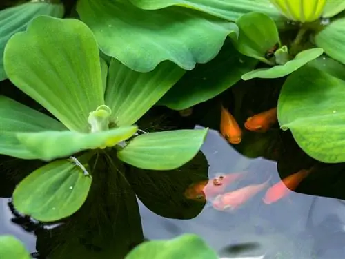 Fiore di conchiglia: aiuto vitale per laghetti e acquari