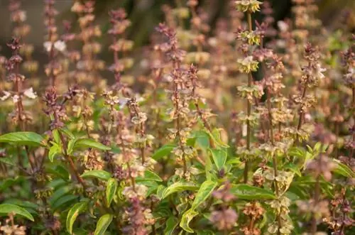 Soleado y cálido: ¿a qué debes prestar atención al elegir un lugar para albahaca?