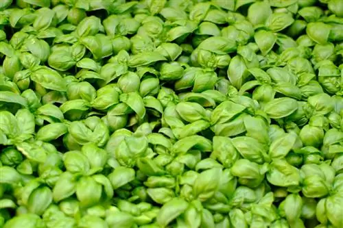 Pricking basil: When and how to do it correctly