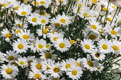 leucanthemo