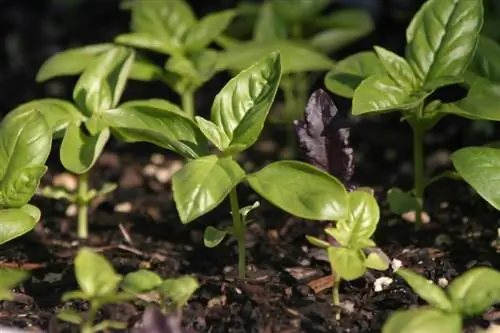 Basil cuttings