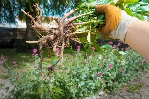 Memanen valerian: kapan dan bagaimana cara melakukannya dengan benar?