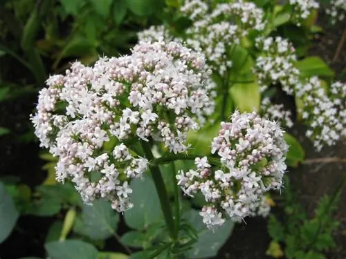 Espècie de valeriana: Descobreix la diversitat d'aquesta planta medicinal