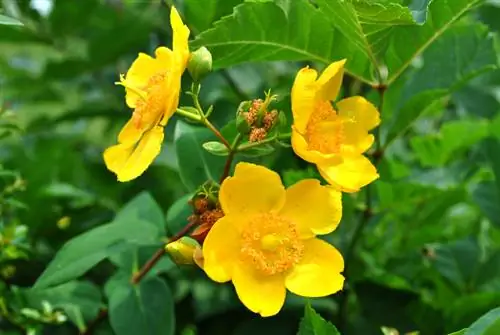 St John's wort in die tuin