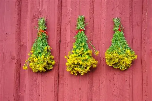 St. John's wort after harvest