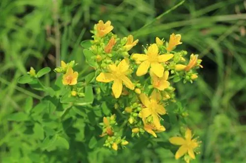 Bağda St John's wort: Onu problemsiz necə yetişdirmək olar