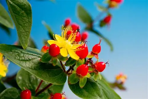 Buah St. John's wort