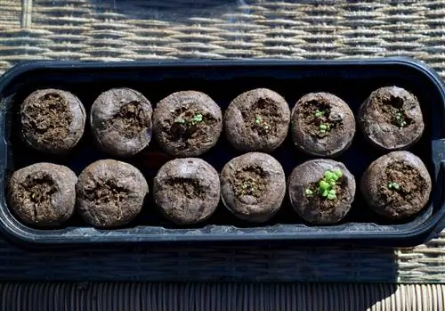 Tohumlardan kedi nanesi yetiştirmek: adım adım talimatlar