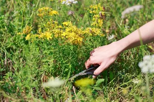 Framgångsrik skärning av johannesört: tips och tricks