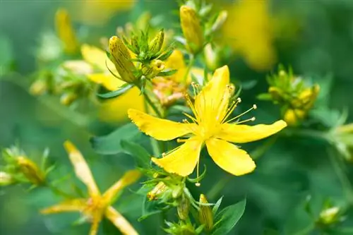 Reconociendo la hierba de San Juan: así es como puedes encontrar la planta medicinal de forma segura