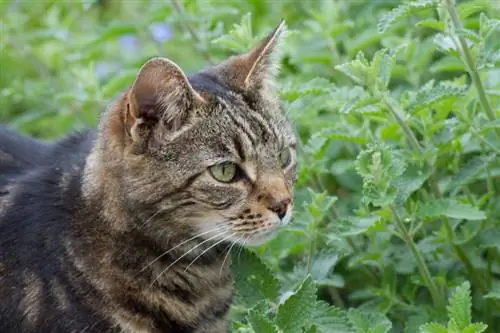 Versatile catnip: healing power, pest repellent & more