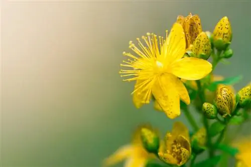 Bunga St. John's wort: Cara mengenali dan menggunakannya