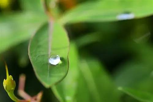 Feuilles de millepertuis : reconnaître, récolter et utiliser