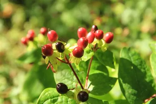 Berry St. John's wort