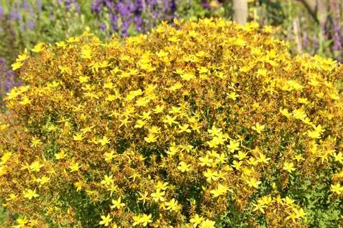 Pourquoi le millepertuis est-il un atout pour votre jardin ?