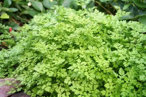 Chervil etishtirish