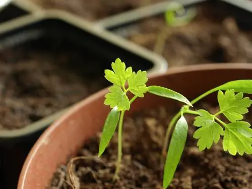 Menabur chervil: langkah demi langkah menuju budidaya yang sukses