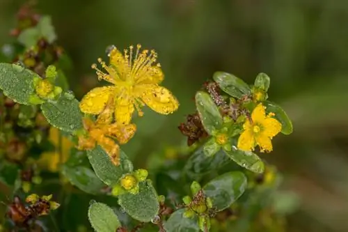 Menabur St. John's wort: Beginilah cara Anda menabur dengan sukses