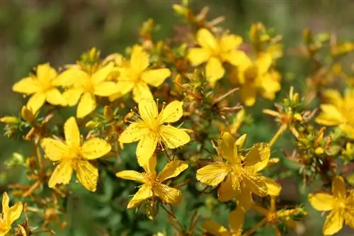 Karakteristik St. John's wort