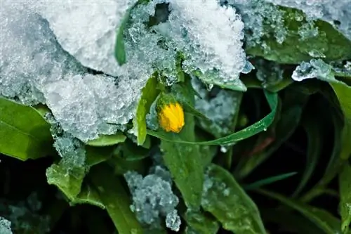 St. John's wort in winter