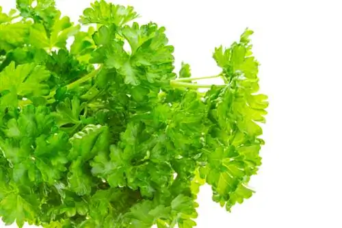 perifollo cilantro