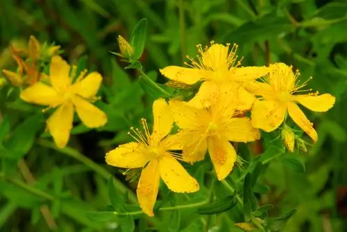 Recognize St. John's wort