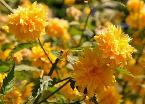 Arbusto de ranúnculo en el jardín: ¿venenoso o inofensivo?