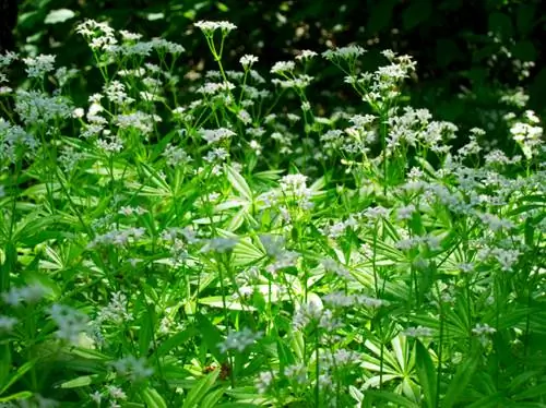 Woodruff in die tuin: verbouing, versorging en oes verduidelik