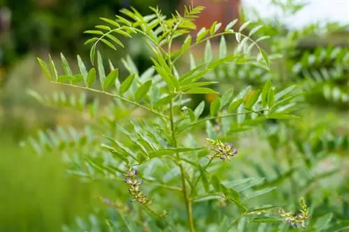 La regalèssia al teu propi jardí: com cultivar-la amb èxit