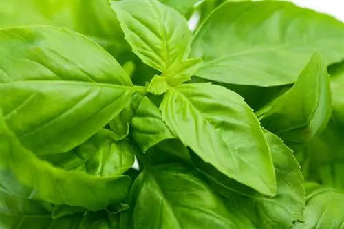 Basil's Carcinogenic Potential: Yam Koj Yuav Tsum Paub