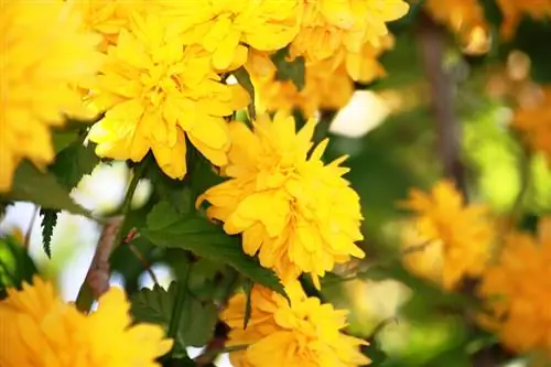 Época de floración del arbusto ranúnculo: ¿Cuándo comienza el mar de colores?