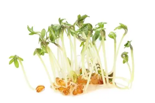 Sowing cress: Cov lus qhia yooj yim rau sab hauv tsev thiab sab nraum zoov