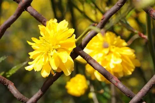 Brown spot sa ranunculus bush? Ito ay kung paano mo siya matutulungan