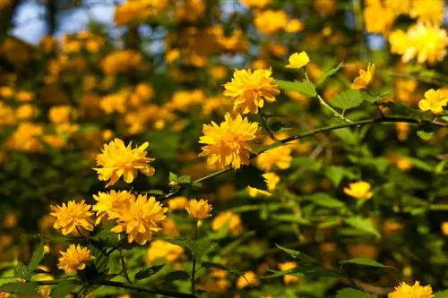 Maladies de la rose dorée