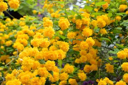 Ranunculus bush: care, cutting and watering made easy