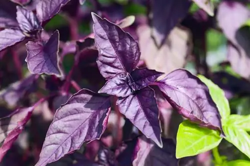 Variedades de albahaca: Descubre la variedad para el jardín y el balcón