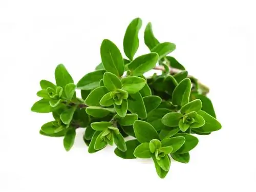 Marjoram ekish