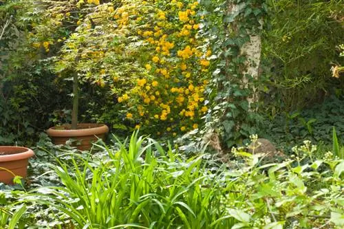 Ranunculus bush ในถัง: การดูแล สถานที่ และฤดูหนาว