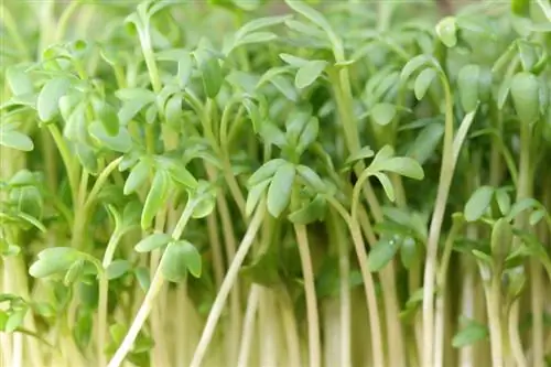 Kukua cress