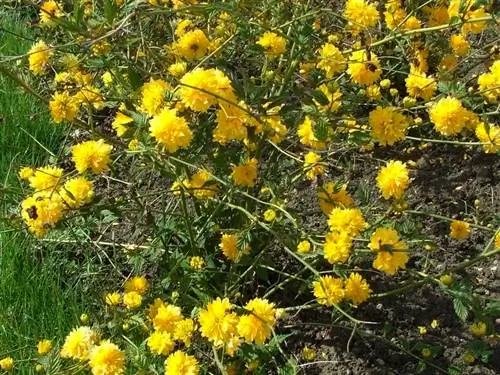 Ranunculus bush. արմատային արգելք վերահսկվող աճի համար: