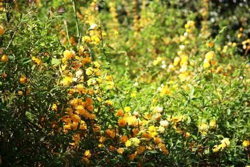 พุ่มไม้ Ranunculus: สถานที่ที่เหมาะสำหรับดอกไม้เขียวชอุ่ม